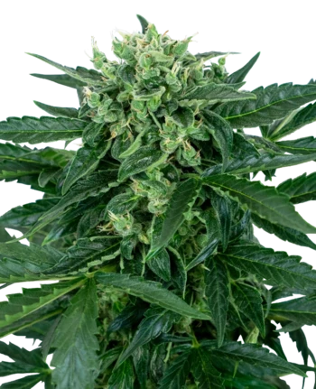 0000111_sensi-amnesia-automatic-seeds_800