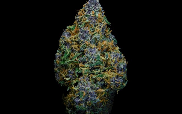 Cannabisblüte vor schwarzem Hintergrund
