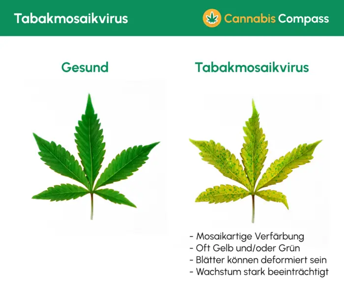 Tabakmosaikvirus