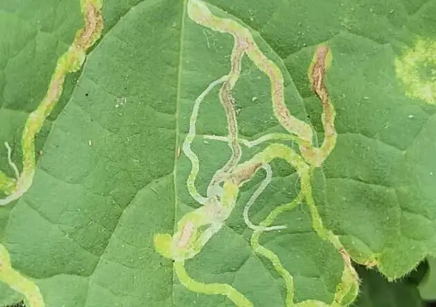 minierlinien_auf_gruenem_blatt