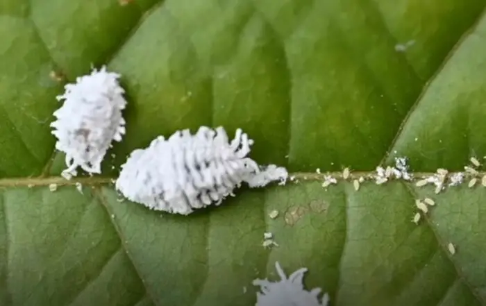 schmierlaeuse_auf_gruenem_blatt