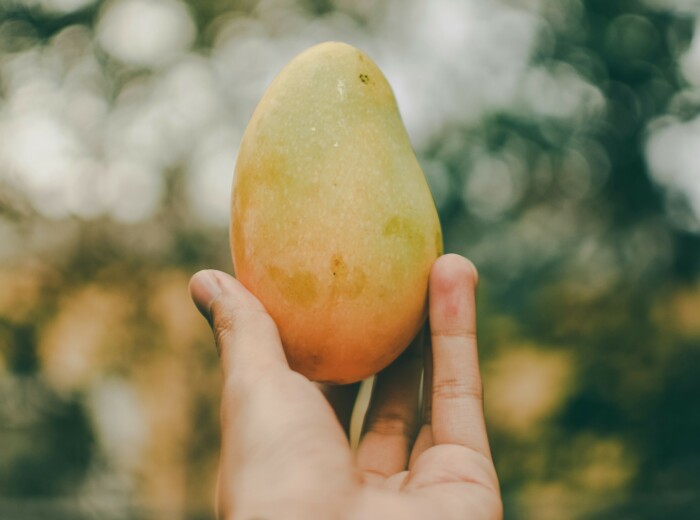 man_holding_a_ripe_mango_with_trees_in_background