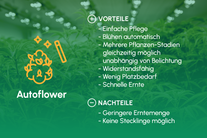 Autoflower_Uebersicht
