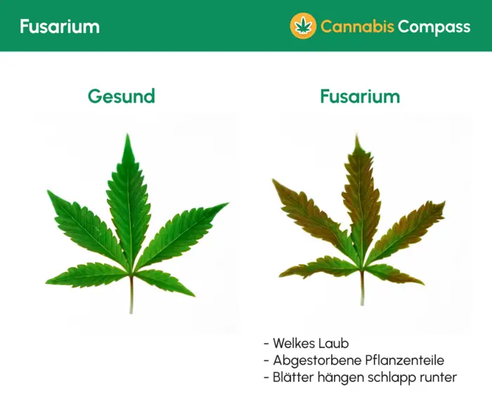 Fusarium