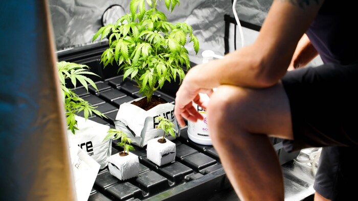 mann_kniend_vor_einem_growingzelt_mit_cannabispflanzen_im_hintergrund