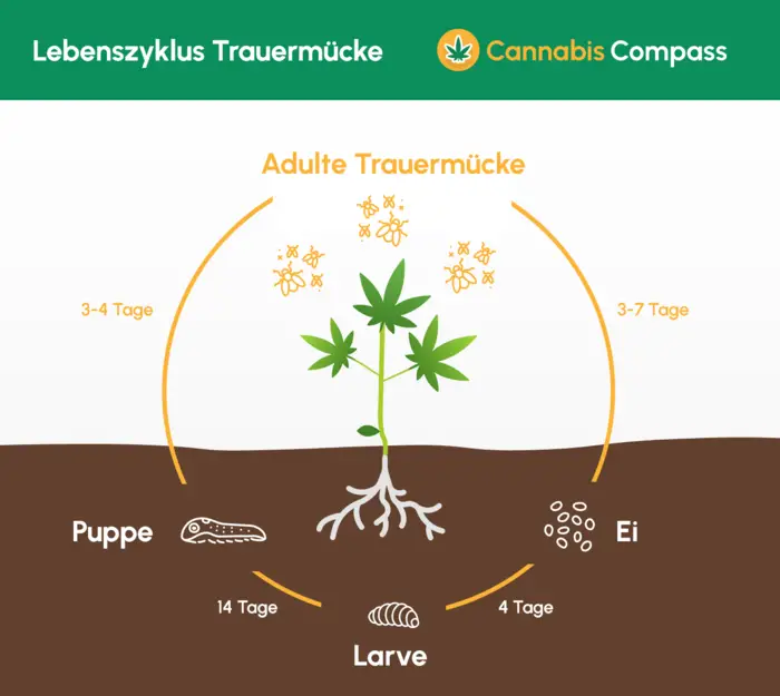 Lebenszyklus_Trauermuecke