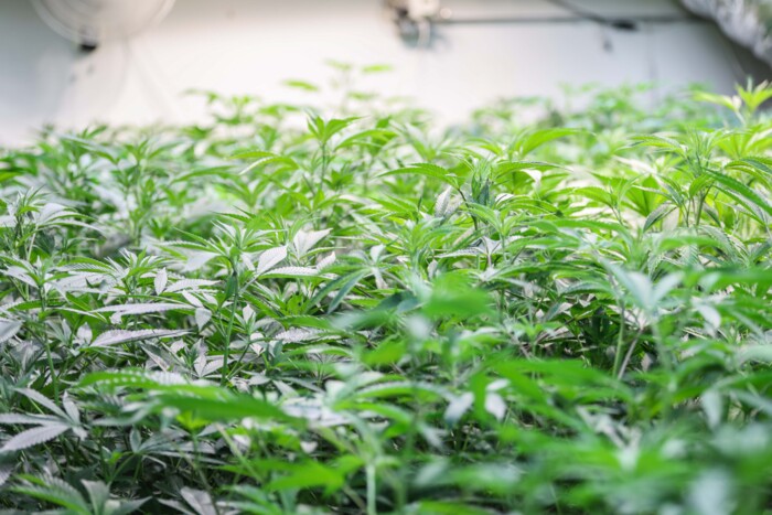 cannabispflanzen_in_einem_growingzelt