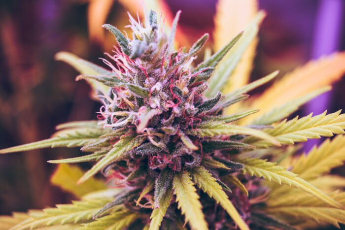 cannabis_bluete_mit_violetten_farben_vor_unscharfem_hintergrund