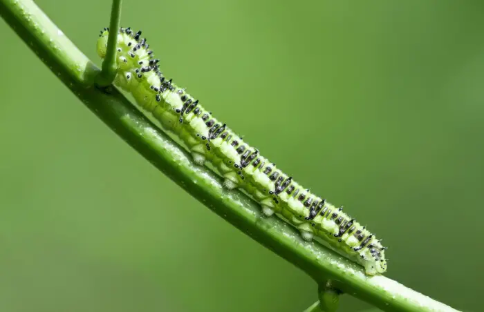 raupe_auf_staengel_vor_gruenem_hintergrund