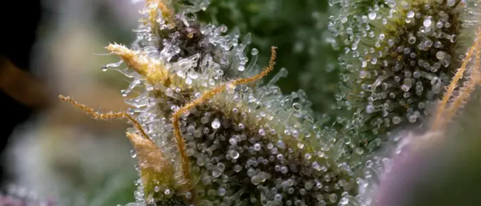 trichome_auf_einer_cannabis_bluete