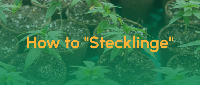Teaser_How to Stecklinge