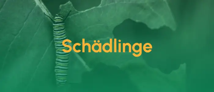 Schaedlinge