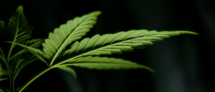 Blatt einer Cannabispflanze vor dunklem Hintergrund