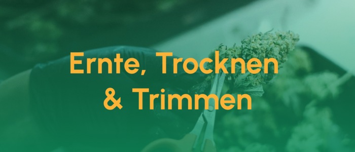 Teaser_Ernte, Trocknen & Trimmen