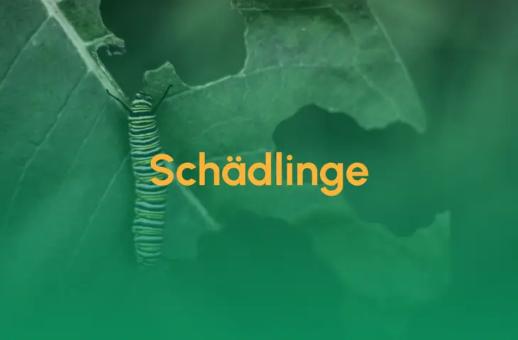 Schaedlinge