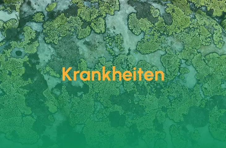 Krankheiten