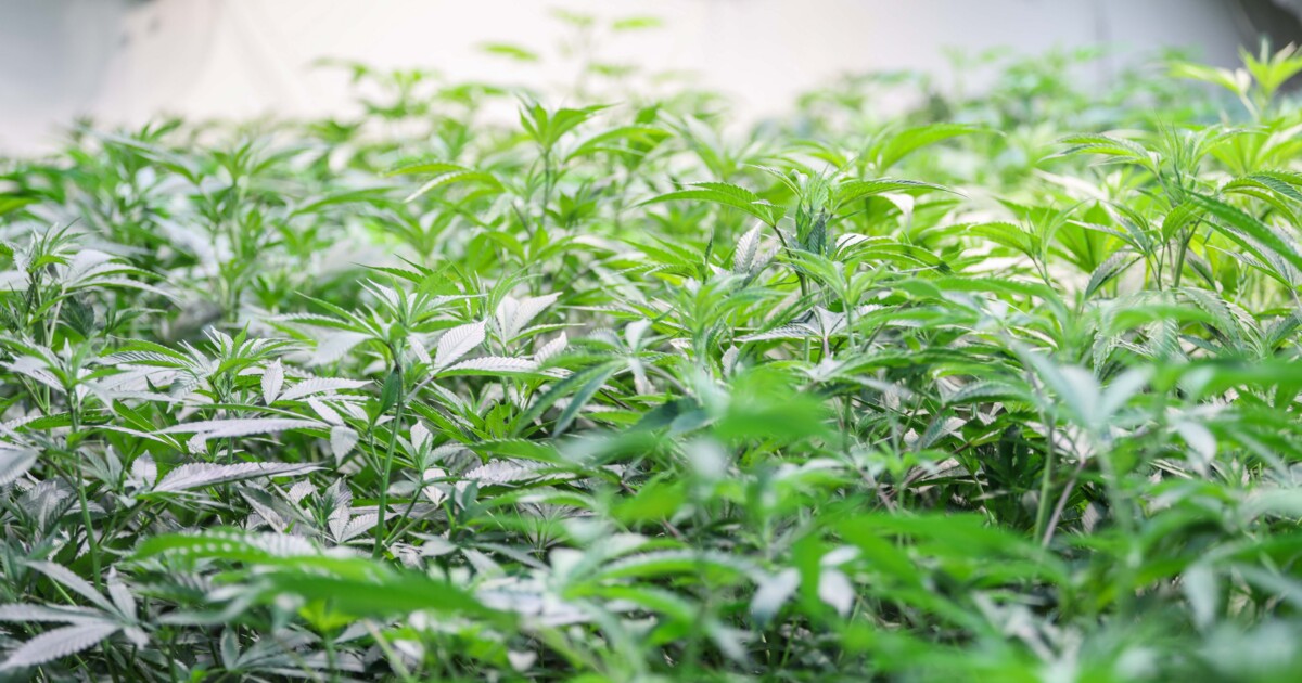Die wesentlichen Basics für einen Cannabis-Anbau 2 Je nach Anzahl der Pflanzen, die du züchten möchtest, benötigst du entsprechend Platz.