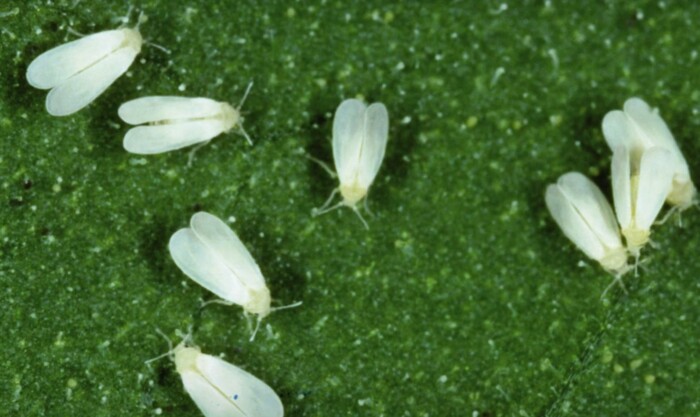 Schädlinge & Gegenmaßnahmen 16 Weiße Fliegen lassen sich gut mit Neemöl oder Insektenseife sowie Gelbtafeln bekämpfen.
