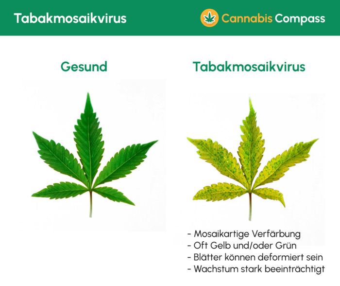 Krankheiten & Heilungsmöglichkeiten 4 1480 Tabakmosaikvirus