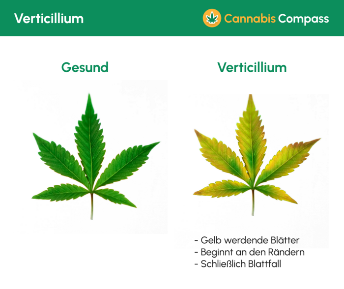Krankheiten & Heilungsmöglichkeiten 8 1481 Verticillium