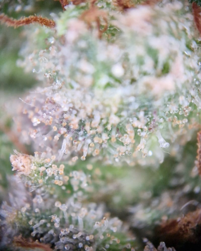 Cannabis-Erntevorbereitung 4 Bernsteinfarbene Trichome: Hier ist erkennbar, dass sich bereits viele bernsteinfarbene Trichome entwickelt haben. Es empfiehlt sich spätestens jetzt zu ernten.