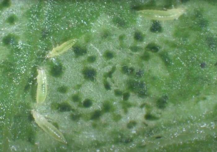 Schädlinge & Gegenmaßnahmen 8 Kleine, längliche und weiße Tierchen und silberne Streifen oder Flecken auf den Blättern deuten auf Thripse hin. Nutzt hier Klebefallen und Neemöl-Lösung oder Insektenseife, um sie loszuwerden.