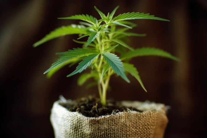 702 cannabis pflanze die aus Stofftopf waechst vor dunklem hintergrund