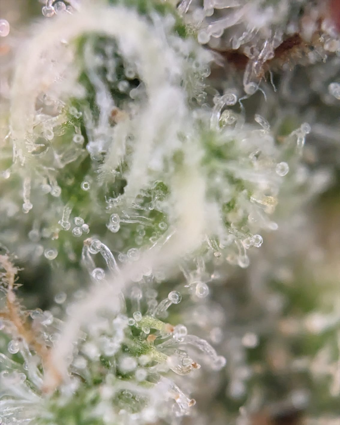 Cannabis-Erntevorbereitung 2 Klare Trichome: Hier haben wir einen Großteil an klaren Trichomen, was darauf hinweist, dass die Pflanze noch nicht erntereif ist.