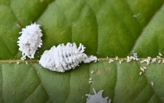 Schädlinge & Gegenmaßnahmen 25 Schmier- oder auch Wollläuse sind weißlich-pelzig. Begegne ihnen mit einer Neemöl-Lösung oder Insektenseife.