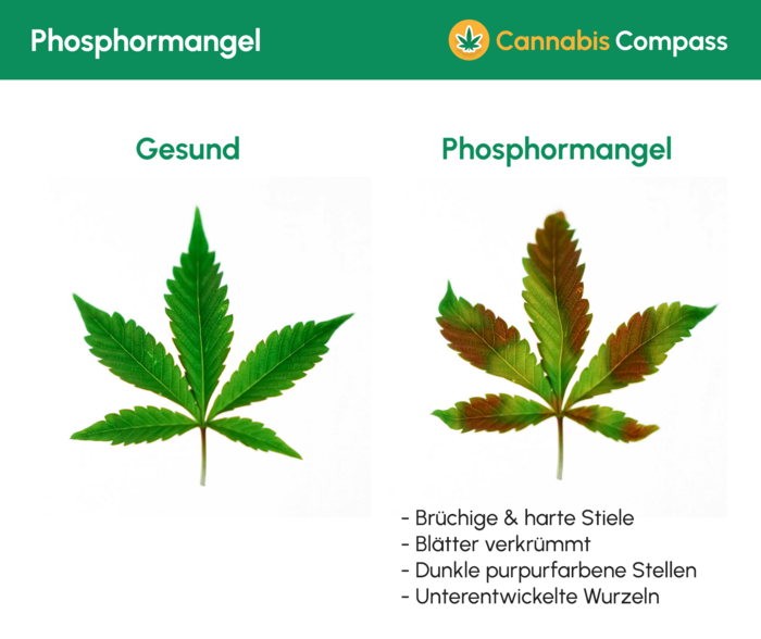 Nährstoffprobleme & Lösungen 6 1474 Phosphormangel