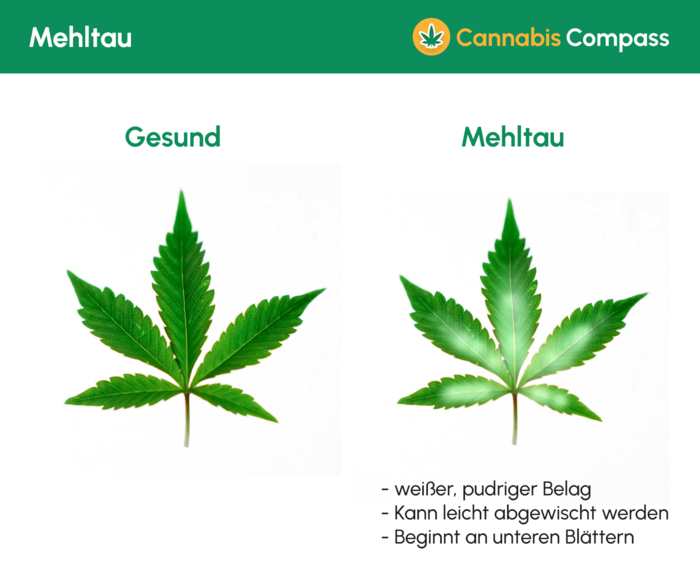 Krankheiten & Heilungsmöglichkeiten 3 1475 Mehltau