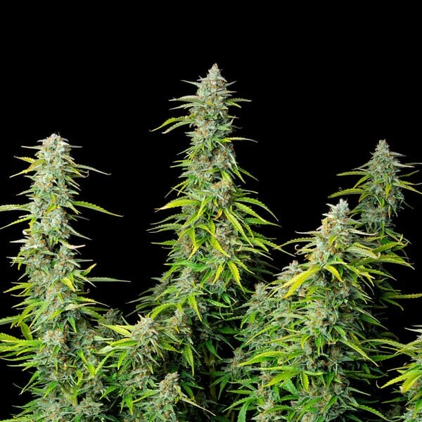 Outdoor-Growing in Deutschland - Eine kleine Anleitung 6 Northern Light Auto