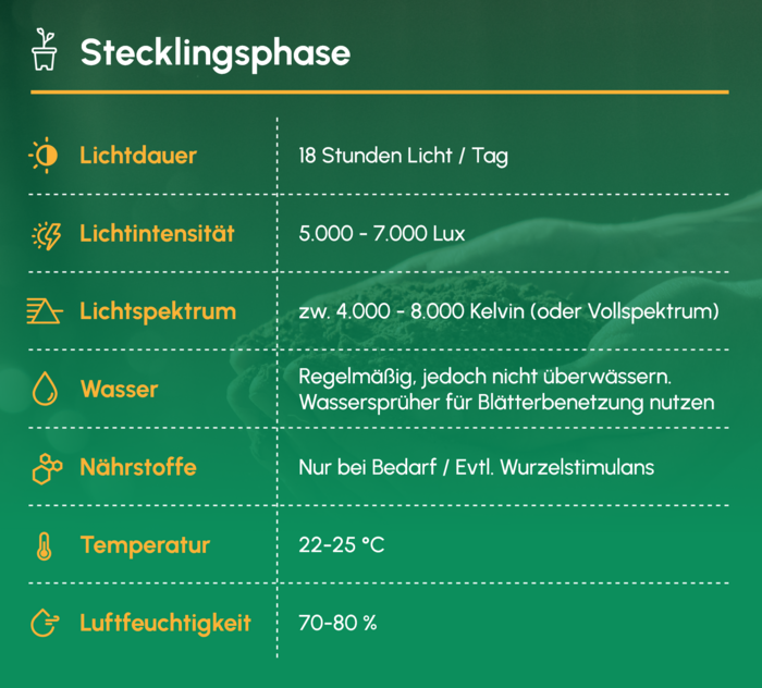 Sämlings- / Stecklingsphase (ca. 2 - 3 Wochen) 3 Cheatsheet für die Stecklingsphase