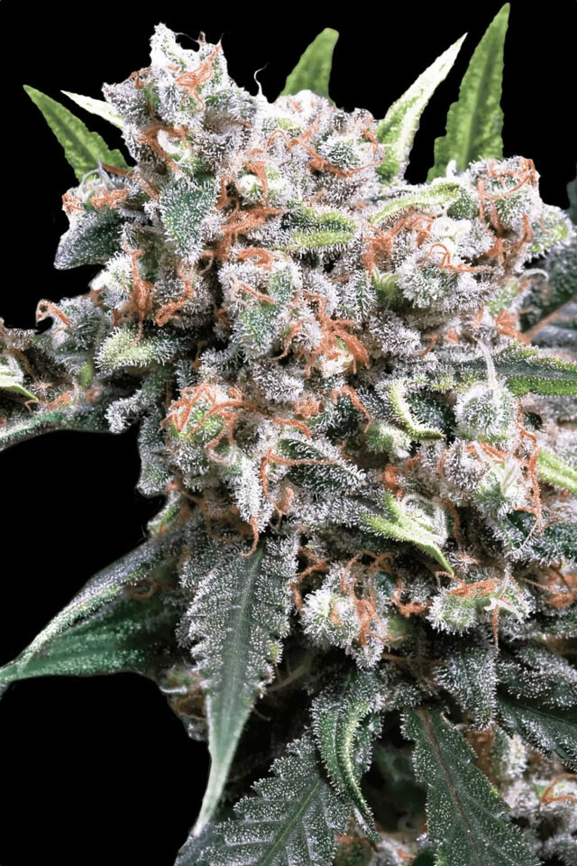 Outdoor-Growing in Deutschland - Eine kleine Anleitung 7 Auto Wappa