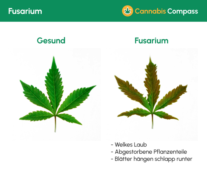 Krankheiten & Heilungsmöglichkeiten 5 1476 Fusarium