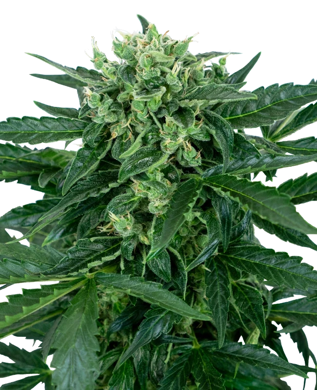 Outdoor-Growing in Deutschland - Eine kleine Anleitung 8 Sensi Amnesia Automatic