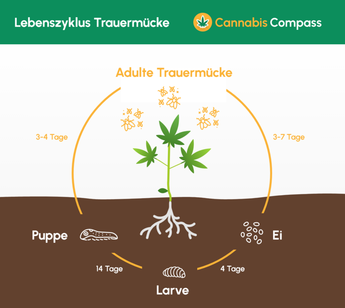 Schädlinge & Gegenmaßnahmen 3 Die Behandlung gegen Trauermücken dauert durch den typischen Lebenszyklus der Trauermücke etwas länger. Plant etwas Zeit ein für die Beseitigung von Trauermücken.