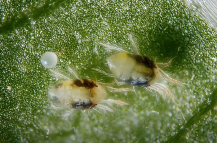 Schädlinge & Gegenmaßnahmen 6 Spinnmilben können rot, schwarz oder wie in diesem Fall weiß sein. Nutzt eine Mischung aus Wasser & Neemöl, um sie loszuwerden.