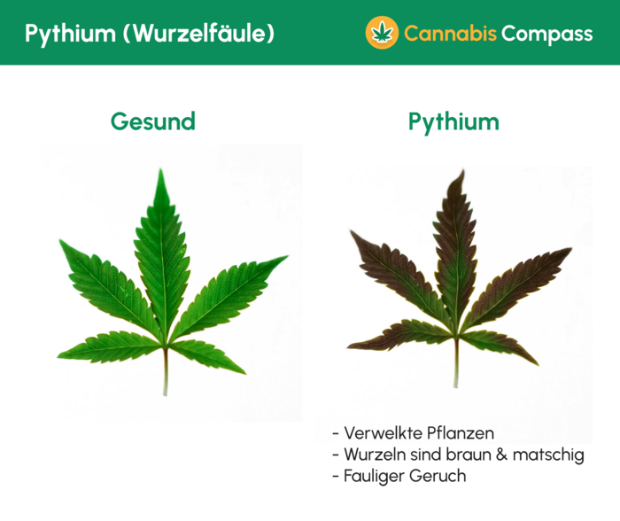 Krankheiten & Heilungsmöglichkeiten 6 1477 Pythium