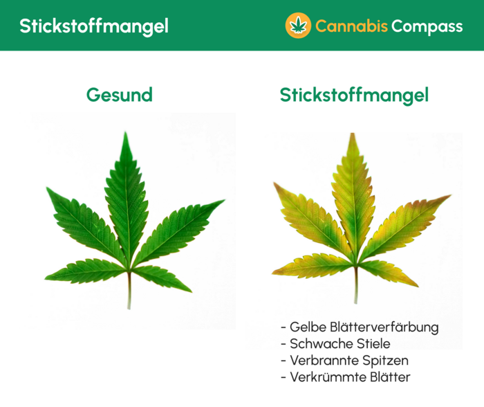 Nährstoffprobleme & Lösungen 3 1468 Stickstoffmangel
