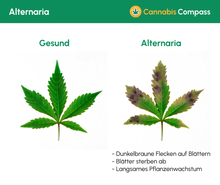 Krankheiten & Heilungsmöglichkeiten 7 1478 Alternaria