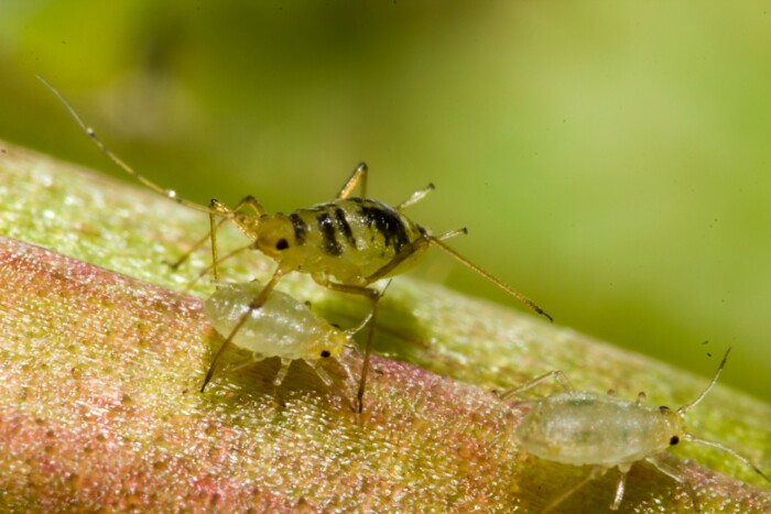Schädlinge & Gegenmaßnahmen 12 Klassische Blattläuse machen sich auch gern mal auf der Cannabis-Pflanze breit. Insektenseife oder eine Neemöl-Lösung helfen hier schnell und zuverlässig.
