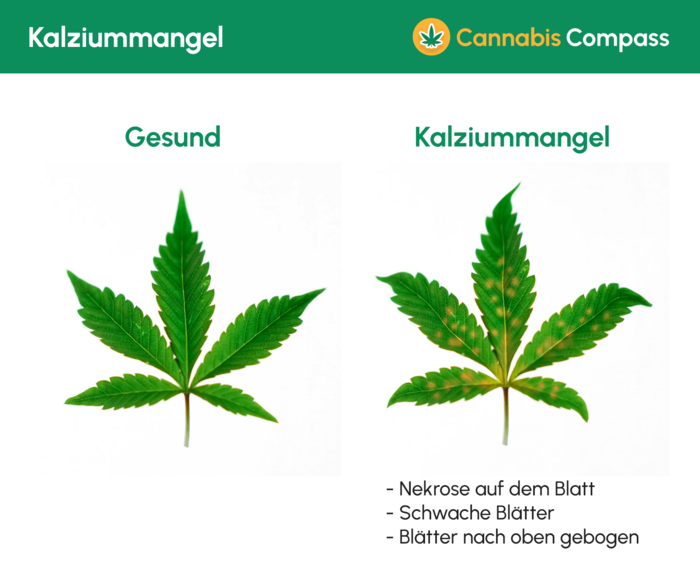 Nährstoffprobleme & Lösungen 8 1469 Kalziummangel