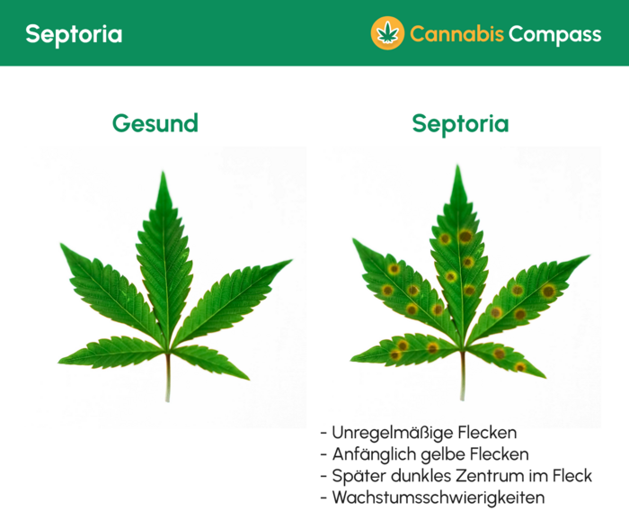 Krankheiten & Heilungsmöglichkeiten 2 1479 Septoria